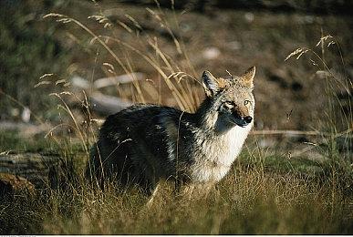 《英雄联盟手游》全球收入达5亿美元 中国玩家占7成